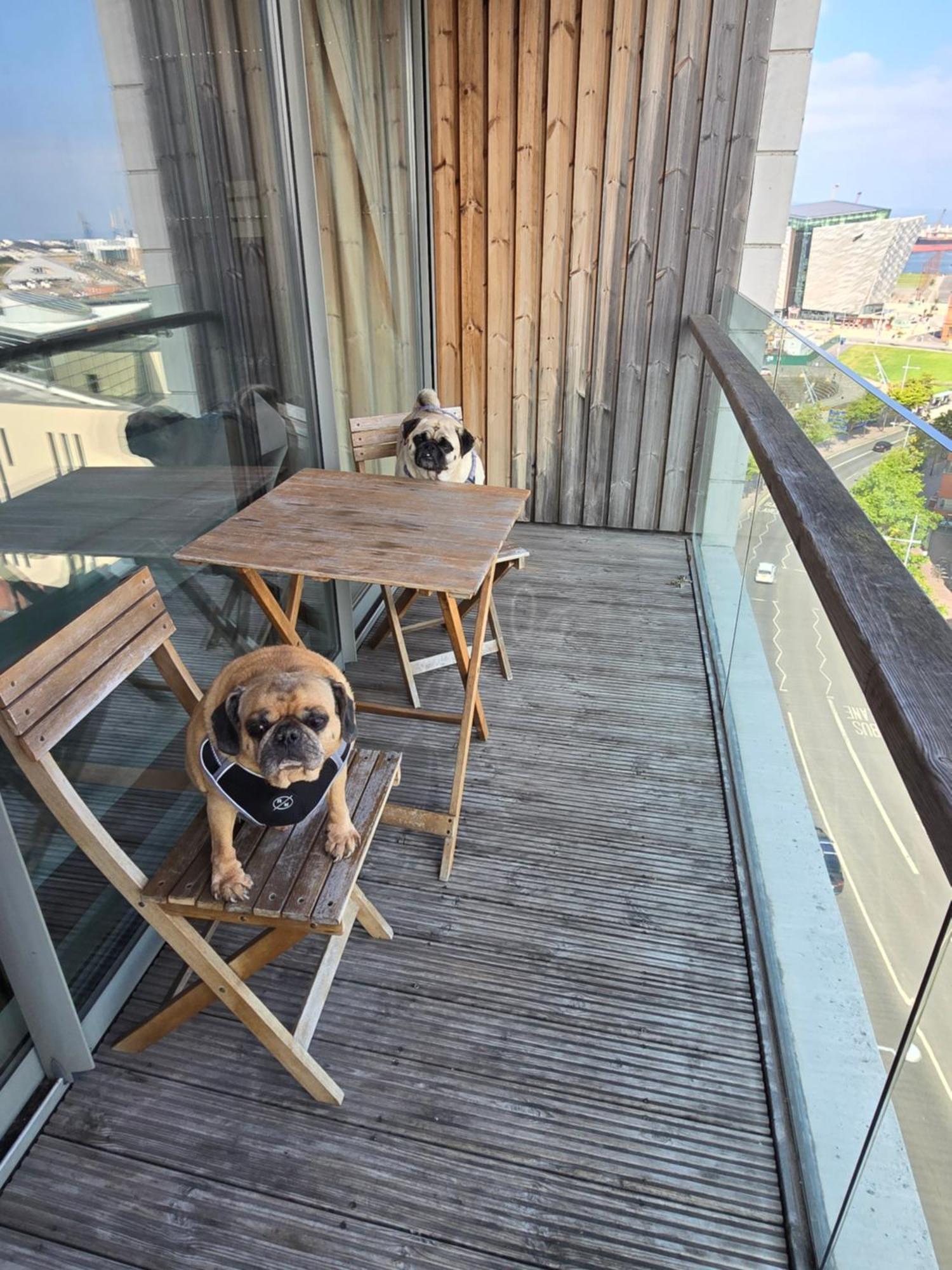 Benji & Milos Apartments Belfast Dış mekan fotoğraf